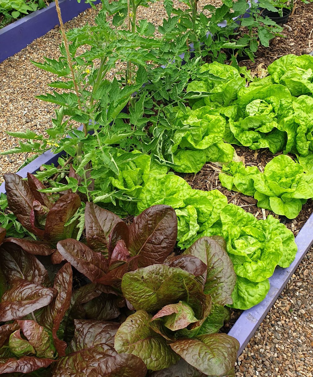 As more people seek to reconnect with nature &amp; embrace sustainable living; reduce their food bills; make the most of working from home; &amp; shift towards a healthier plant-based diet, the popularity of edible planting is on the rise!

Page 79 
digital.islemagazine.co.uk

#islemagazine