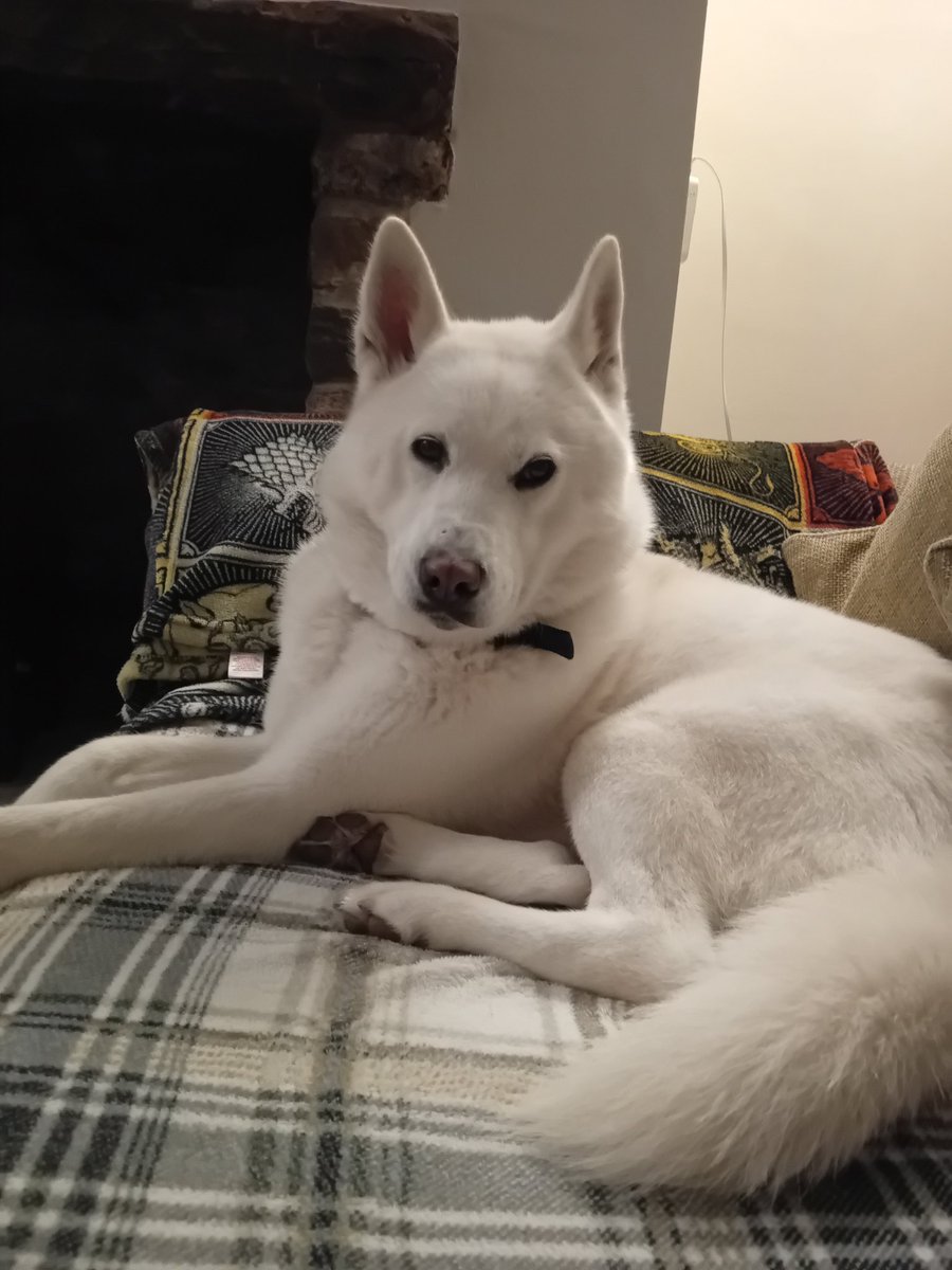 sweetexotics's tweet image. Madam thinks she's entitled to the couch