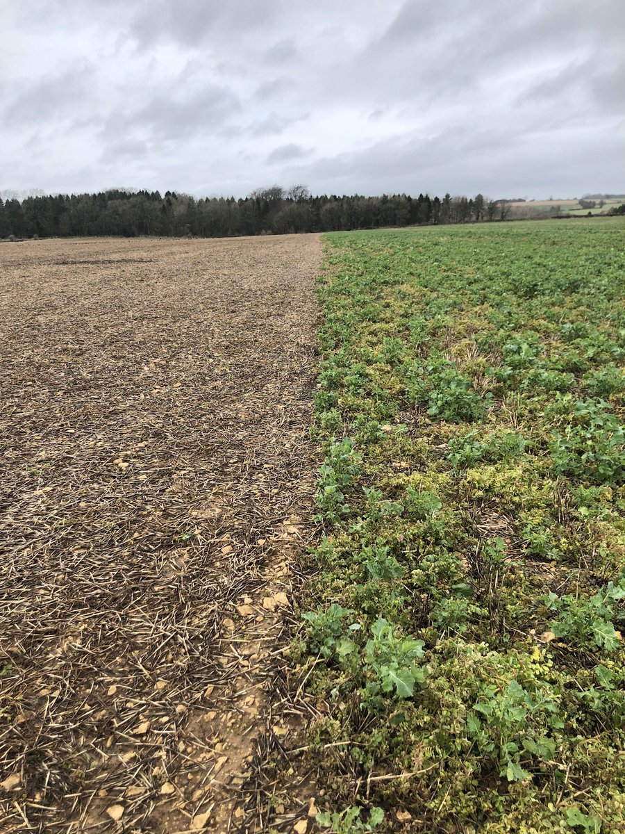 TheWindyMiller's tweet photo. @Farmer_Tom_UK @Groundswellaguk Learned the hard way that you can definitely graze WOSR to hard! https://t.co/crZRlXK8S6