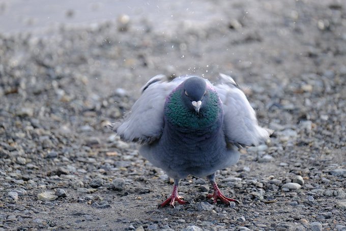 a_london_pigeon's tweet image. 📷  366 Birds @366Birds  #April2020
.. shakes off after a puddle bath 
#British_Columbia #Canada
