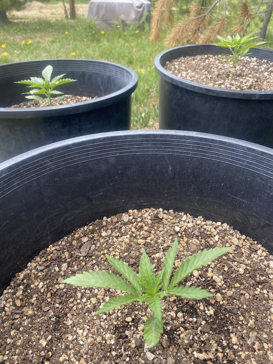 jmo22966085's tweet photo. #MasterKush in the back right and two #WatermelonOG x #SourPinotPurps auto’s the kush is a few weeks old and the auto’s about two, looking good with the #TrueOrganic line. https://t.co/EKuNmZVh5y