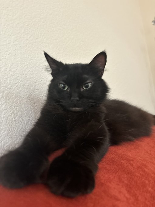 my cat https://t.co/UWhLW3AXiZ