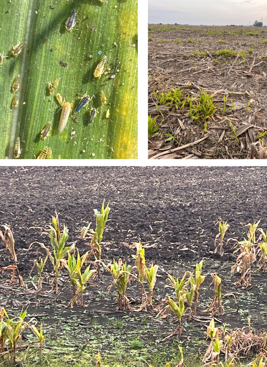 🚩INIA recomienda el control del maíz "Guacho" o "Voluntario" para evitar poblaciones altas de la chicharrita del maíz, vector del achaparramiento.

 Esta acción es crucial para evitar el reservorio de la chicharrita del maíz (Dalbulus maidis).

Más info: bit.ly/4epFoLV