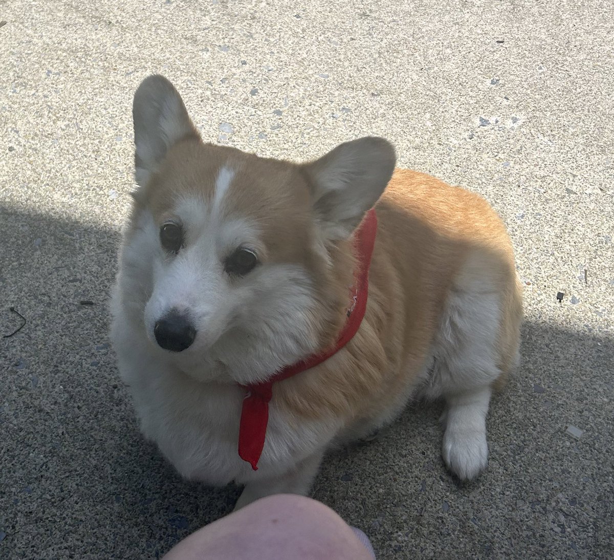 america’s burden. god’s favorite mistake tweet media