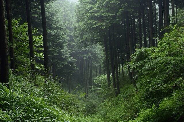 lacrymarias's tweet image. 