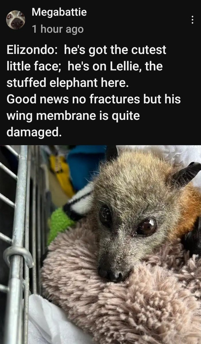 𝕍𝕚𝕠𝕝𝕖𝕥𝕥𝕖 tweet media