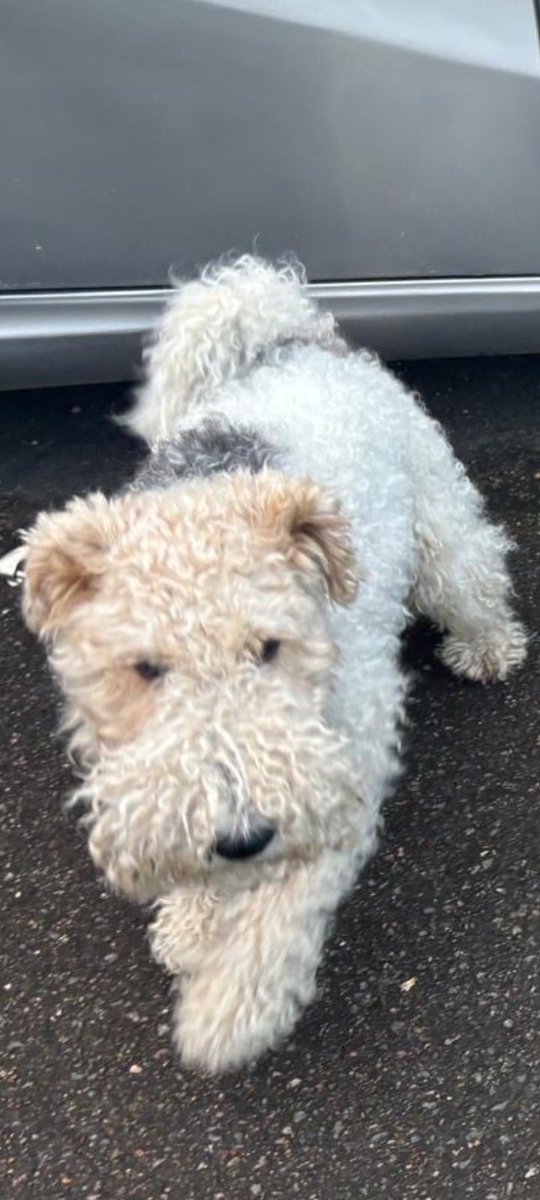 ZadenZane's tweet photo. ๐ฆ้้ใญใใๆฐดๆๆฅใใใใ๐ฆ
It's #WirefoxWednesday... Foxxy Wires on the loose looking like dog-shaped clouds!
#WireFoxTerriers https://t.co/NGqeKNzUSC