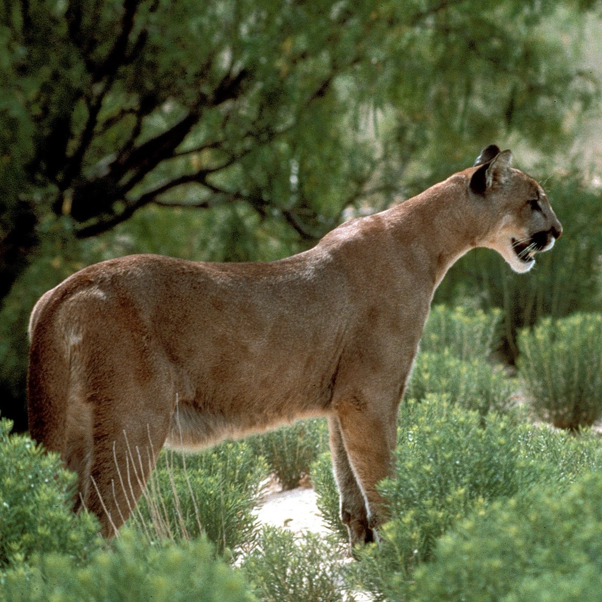 TPWDnews's tweet photo. The Texas Parks and Wildlife Commission adopts new mountain lion regulations banning canned hunts and implementing trapping standards: https://t.co/p3paj4mHmW
#TPWCom
#TexasHunting https://t.co/dR3SWj7grl