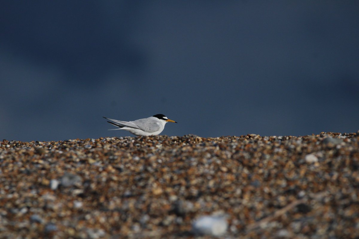 CitrusBirding's tweet photo. Little Terns on Blakeney Point on a stormy sunset https://t.co/7liaW7mjUy