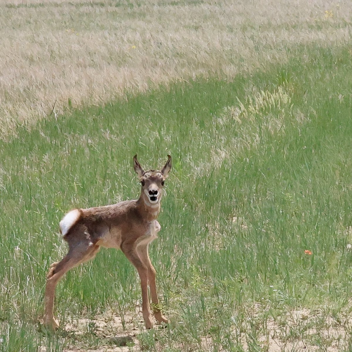 Look out for the new little ones out there while you're exploring our forests and grasslands!