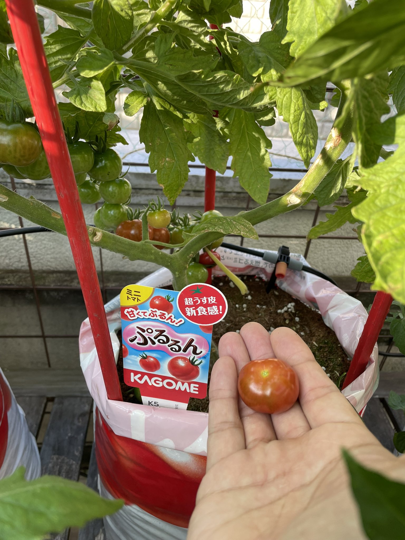 あまたん - Search / X