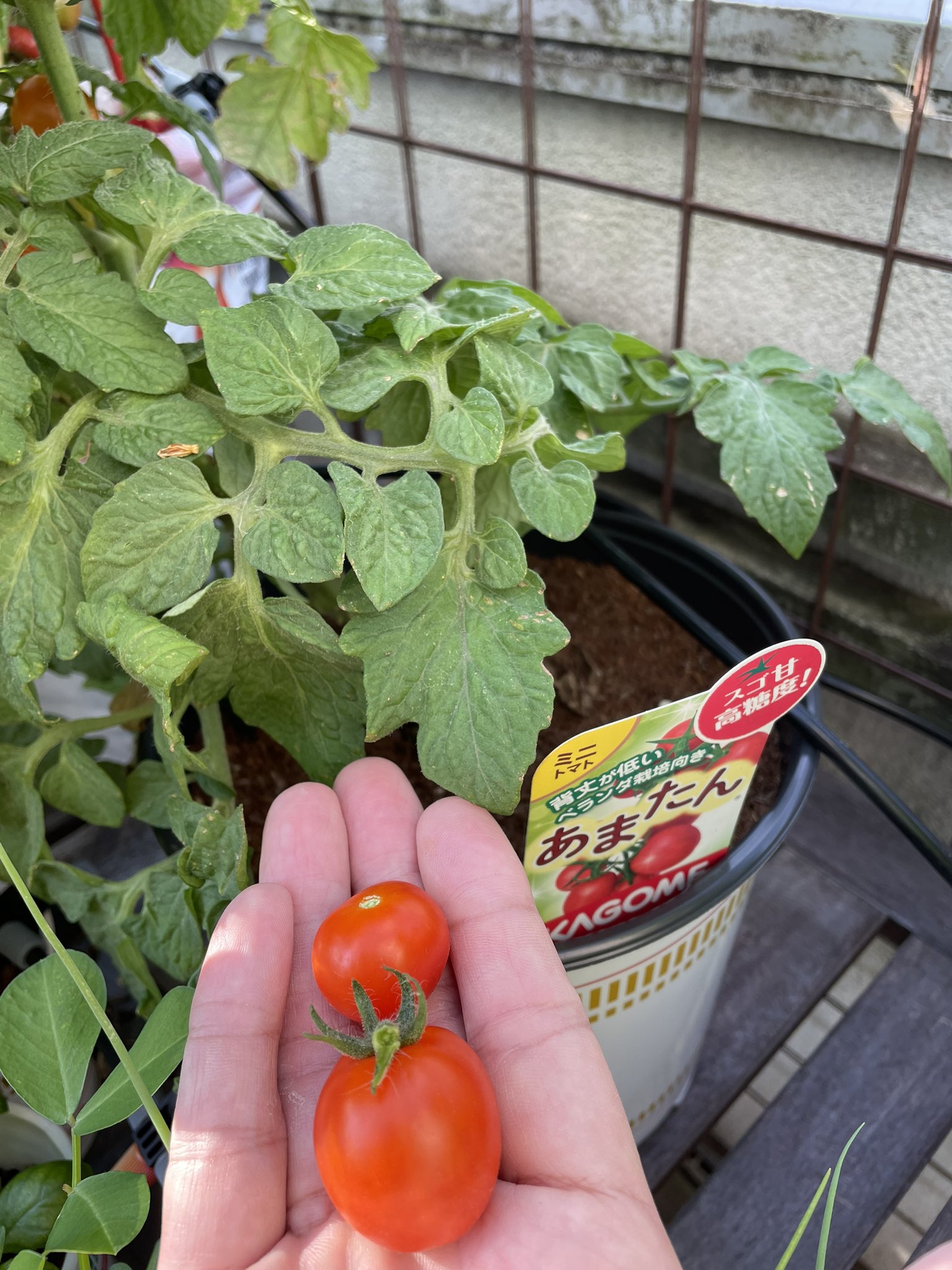 あまたん - Search / X