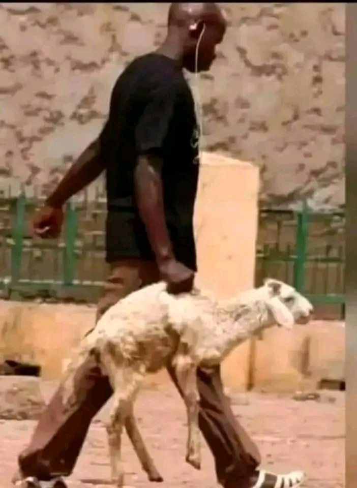 k_a_m_7's tweet photo. Tabaski dou force 
Dou farata 
Def lo meun mo geun gaddu ay boor yodul xam fokoy fayé.
Yàlla na sunu Borom yombal Lépp si mbépou borom keur👏🏾 https://t.co/Tb9pFZXujW