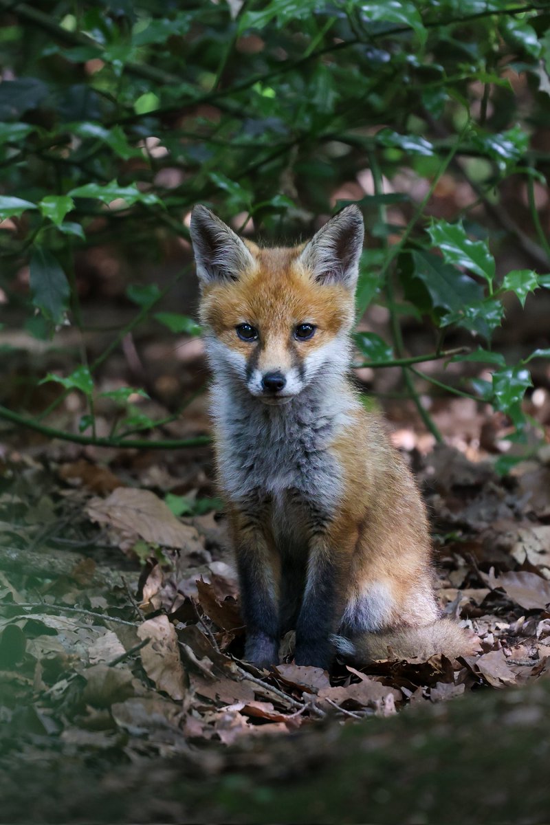 Like mother, like cub. 2 peas in a pod. <a href="/ChrisGPackham/">Chris Packham</a> <a href="/BBCSpringwatch/">BBC Springwatch</a> #foxoftheday #bbcspringwatch #springwatch