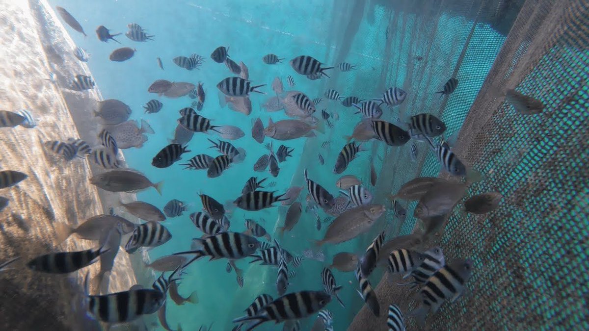 Seasteading's tweet photo. Check out the Hexafarm, a fish farm that floats in the water, by our friends at ArkPad: https://t.co/cJuAgRYGYN https://t.co/qYh1d7xUCP