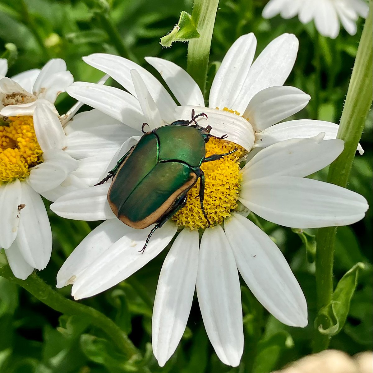 TheHuntington's tweet photo. From familiar faces to unexpected visitors, peak bloom season brings a kaleidoscope of pollinators to our gardens. 🌸🐝 Learn more in our latest blog post: https://t.co/7VE9prJCCF https://t.co/PsxAm9lLBF