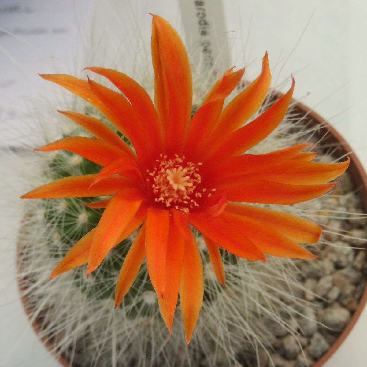 Khaph's tweet photo. Parodia flowers seen at Bradford Cactus and Succulent Show at the weekend.  #parodia #notocactus #HouseplantHour #cactus https://t.co/21RrSZFQyb