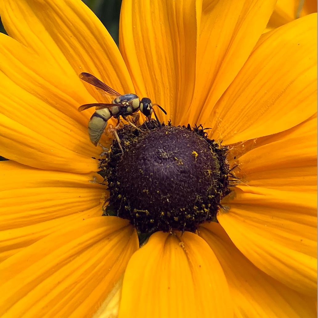 TheHuntington's tweet photo. From familiar faces to unexpected visitors, peak bloom season brings a kaleidoscope of pollinators to our gardens. 🌸🐝 Learn more in our latest blog post: https://t.co/7VE9prJCCF https://t.co/PsxAm9lLBF