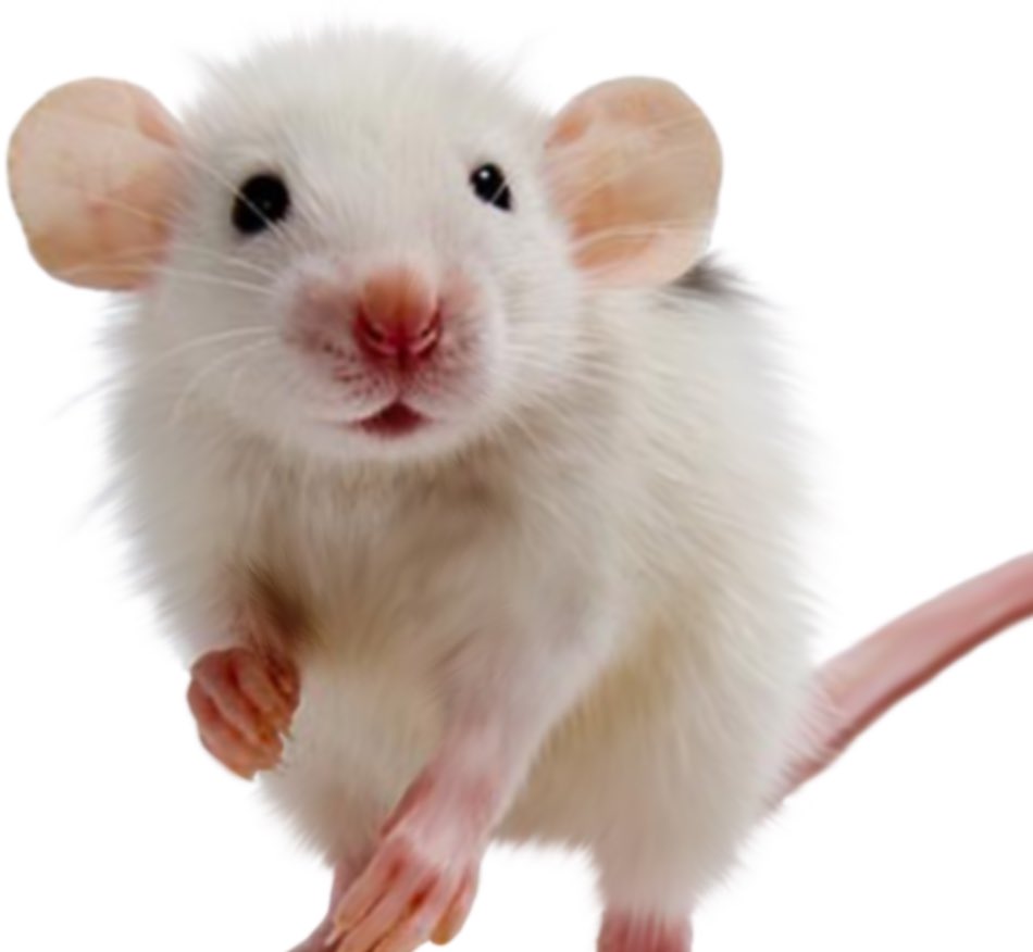 ashely graham as mice/rats: a thread 🐭🪡