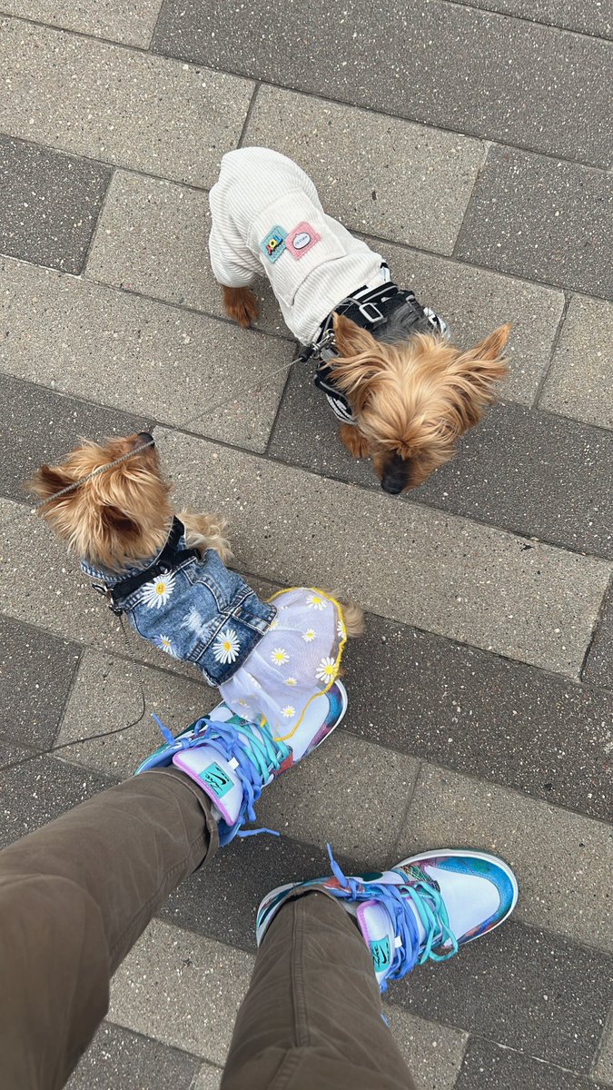 citykidjames's tweet photo. me and my dawgs.

 @snkr_twitr #yorkie #nyc #futuraSB https://t.co/9eIRGPAMtS