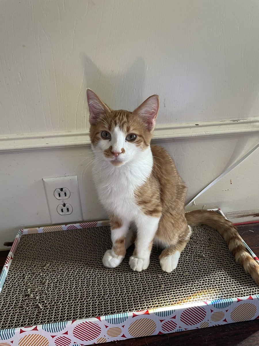 NotSethWaller's tweet photo. HAPPY 2nd BIRTHDAY CHEDDAR WOWOWOWOWOWOW I CANNOT BELIEVE YOU ARE 2 ALREADY 

From a small flea infested street cat to the cheesiest boy alive oh my what growth https://t.co/bgssNSkwgV