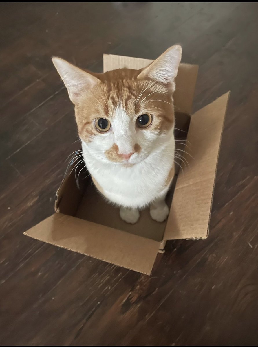 NotSethWaller's tweet photo. HAPPY 2nd BIRTHDAY CHEDDAR WOWOWOWOWOWOW I CANNOT BELIEVE YOU ARE 2 ALREADY 

From a small flea infested street cat to the cheesiest boy alive oh my what growth https://t.co/bgssNSkwgV