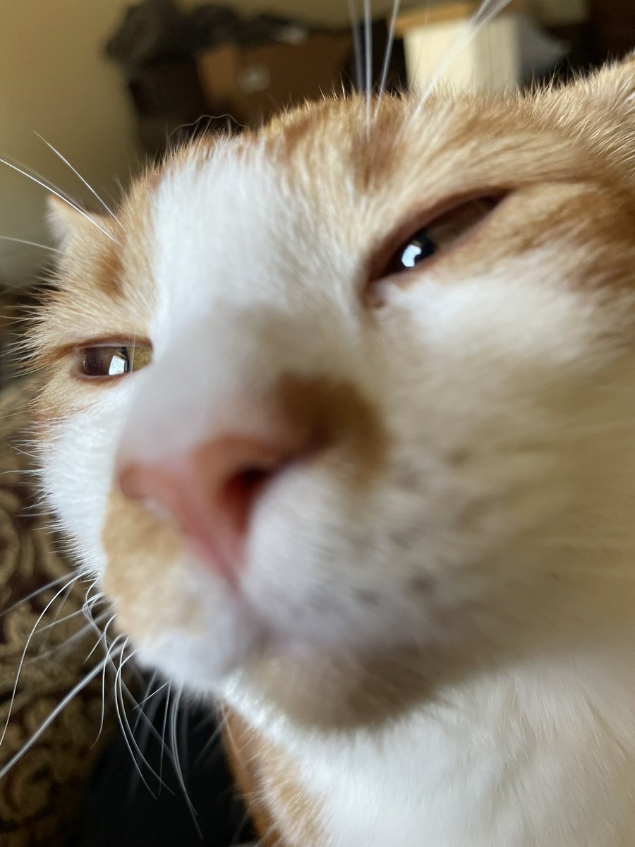 NotSethWaller's tweet photo. HAPPY 2nd BIRTHDAY CHEDDAR WOWOWOWOWOWOW I CANNOT BELIEVE YOU ARE 2 ALREADY 

From a small flea infested street cat to the cheesiest boy alive oh my what growth https://t.co/bgssNSkwgV