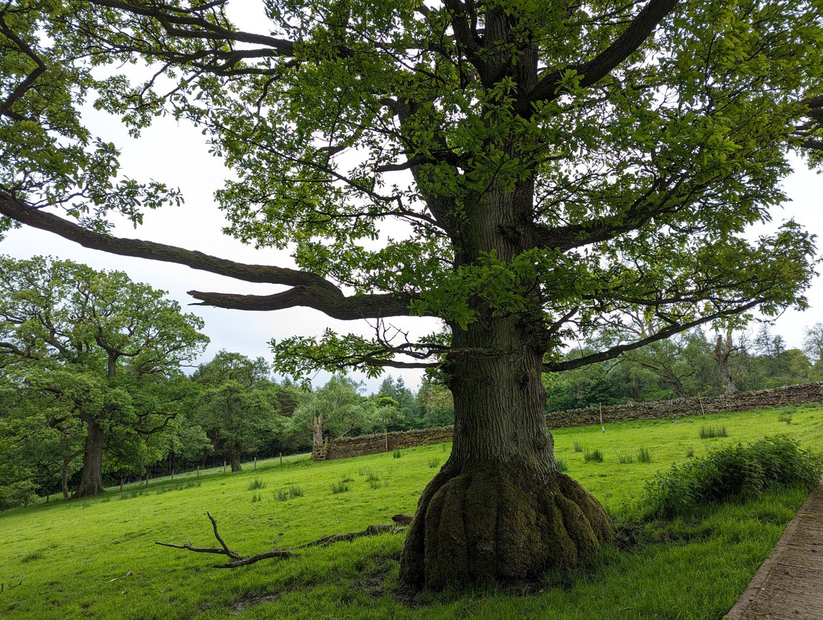 Luke Hemmings ๐ป๐บ๐ฆ (@lwhemmings) on Twitter photo Almost missed it but it's still #thicktrunktuesday where I am, so have a gander at this stocky fellow. Very much enjoyed the thick burry buttresses on this open grown oak near Allendale.
<a href="/keeper_of_books/">Adam Treeshepherd Rutsch</a> <a href="/GregPackman/">Greg Packman</a> Almost missed it but it's still #thicktrunktuesday where I am, so have a gander at this stocky fellow. Very much enjoyed the thick burry buttresses on this open grown oak near Allendale.
<a href="/keeper_of_books/">Adam Treeshepherd Rutsch</a> <a href="/GregPackman/">Greg Packman</a>