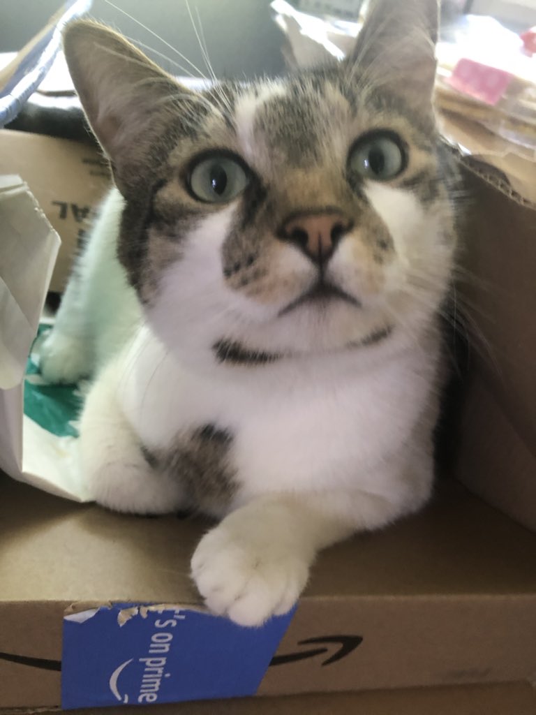 lionacl's tweet photo. My kitty https://t.co/qLYHSI91T4