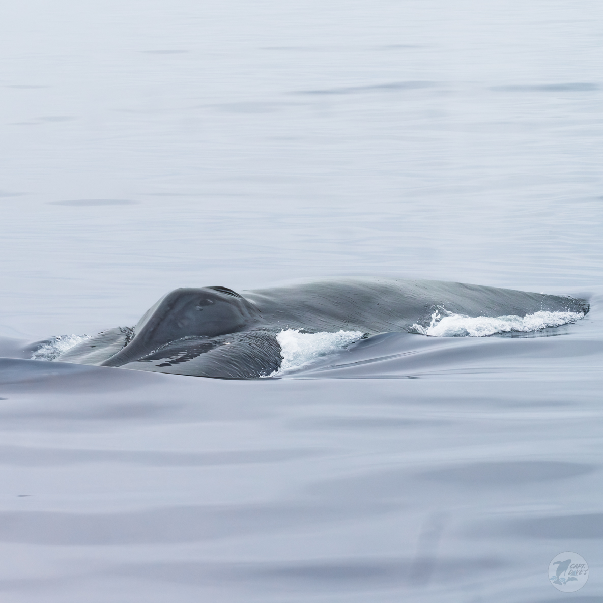 DolphinSafari's tweet photo. It's another blue’s day Tuesday with beautiful #bluewhale moments seeing both #breaching & a mouth full of #baleen. We also leap for joy with large smiles while onboard our boats here in #DanaPoint so we love to think we have that in common.
(📷: Hannah Walsh 5.31.24) https://t.co/8J4voM64t9
