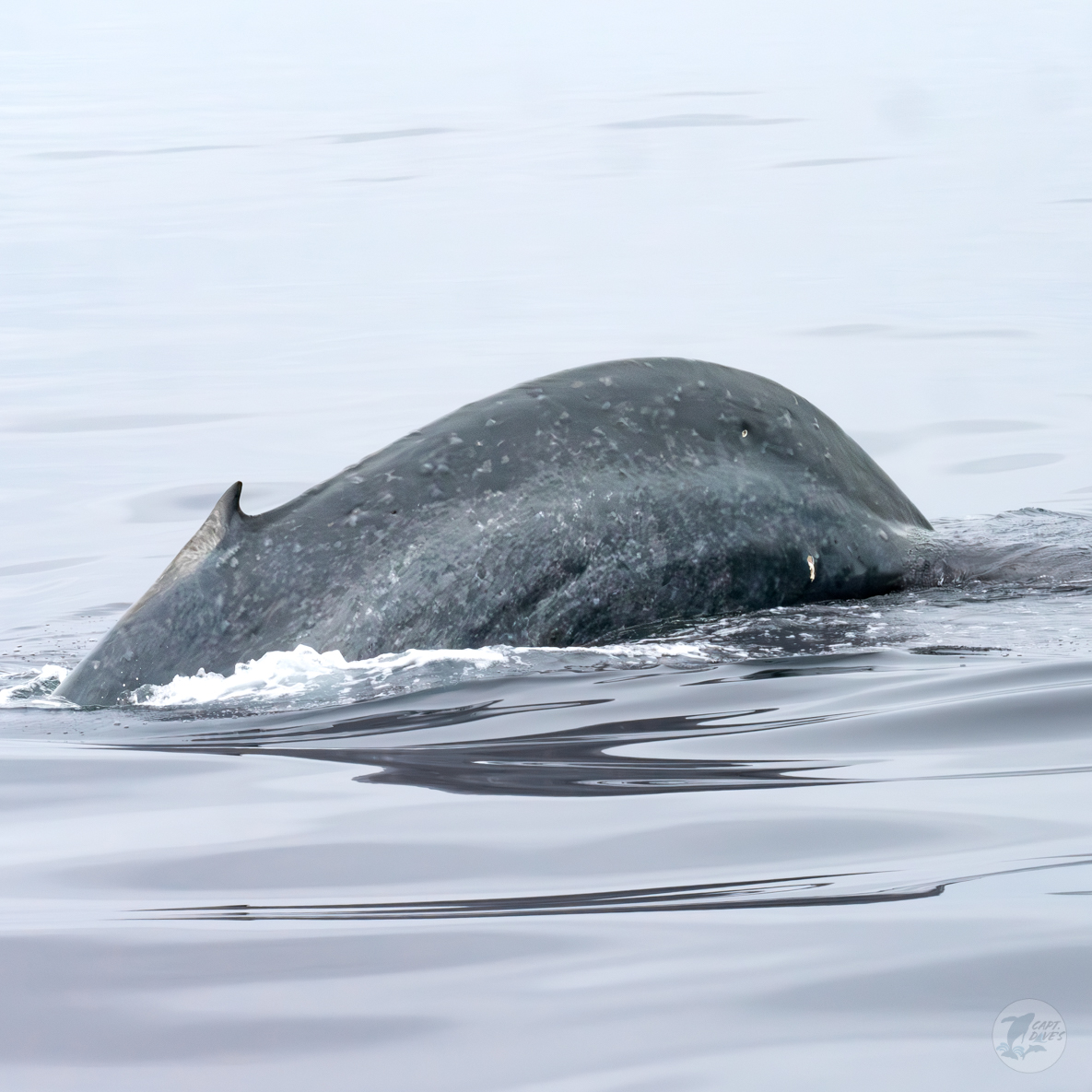 DolphinSafari's tweet photo. It's another blue’s day Tuesday with beautiful #bluewhale moments seeing both #breaching & a mouth full of #baleen. We also leap for joy with large smiles while onboard our boats here in #DanaPoint so we love to think we have that in common.
(📷: Hannah Walsh 5.31.24) https://t.co/8J4voM64t9