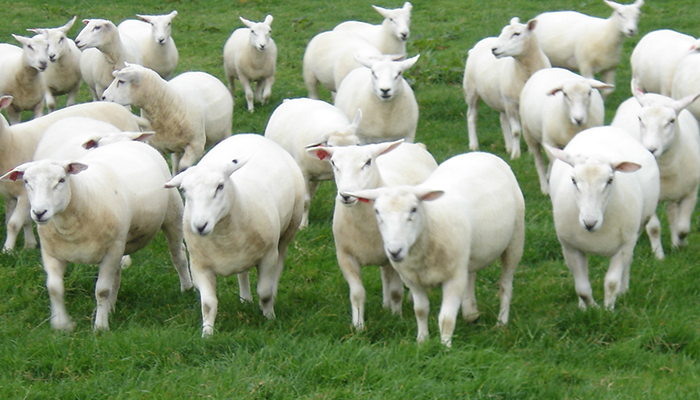 teagasc's tweet photo. As we approach mid-June, the shearing season is well and truly underway. In terms of annual workload, shearing is one of the busiest days on sheep farms. David Heraty, @IREWoolCouncil has some tips when preparing for shearing here https://t.co/bufLm7RB50
@TeagascSheep https://t.co/7aPxb9SudP