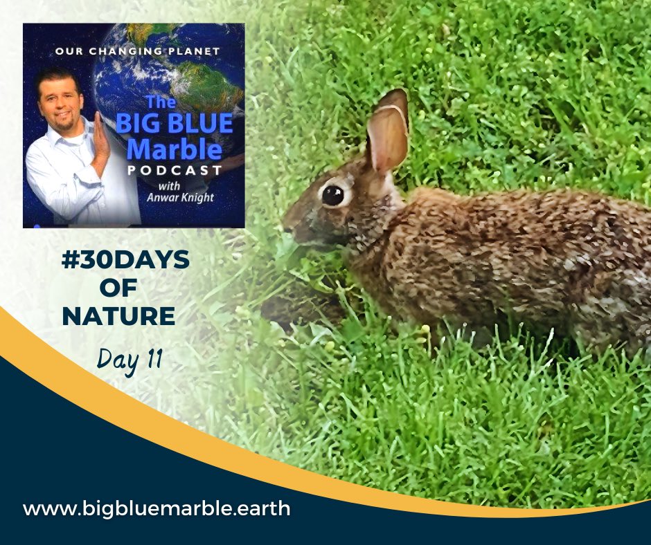 AnwarKnight's tweet photo. Look at this Eastern Cottontail we captured on our walk from school this afternoon. DYK? They can run up to 29km/hr, communicate by stamping their hind feet and often return to the same location day after day. This is Day 11 of my #30DaysofNature
#Rabbit #Ontario https://t.co/Jio80vVAjo