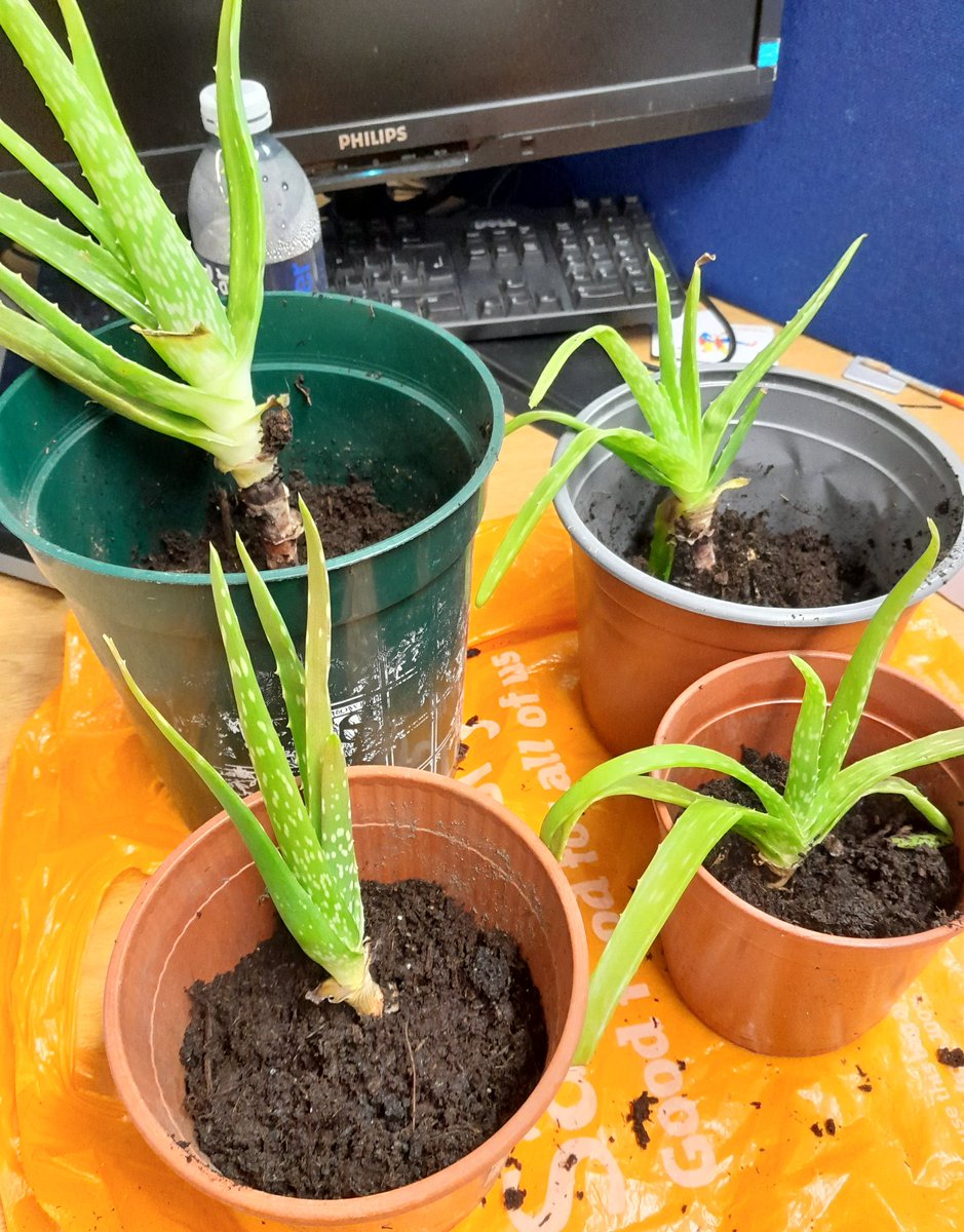 Jasmin Akhtar tweet media