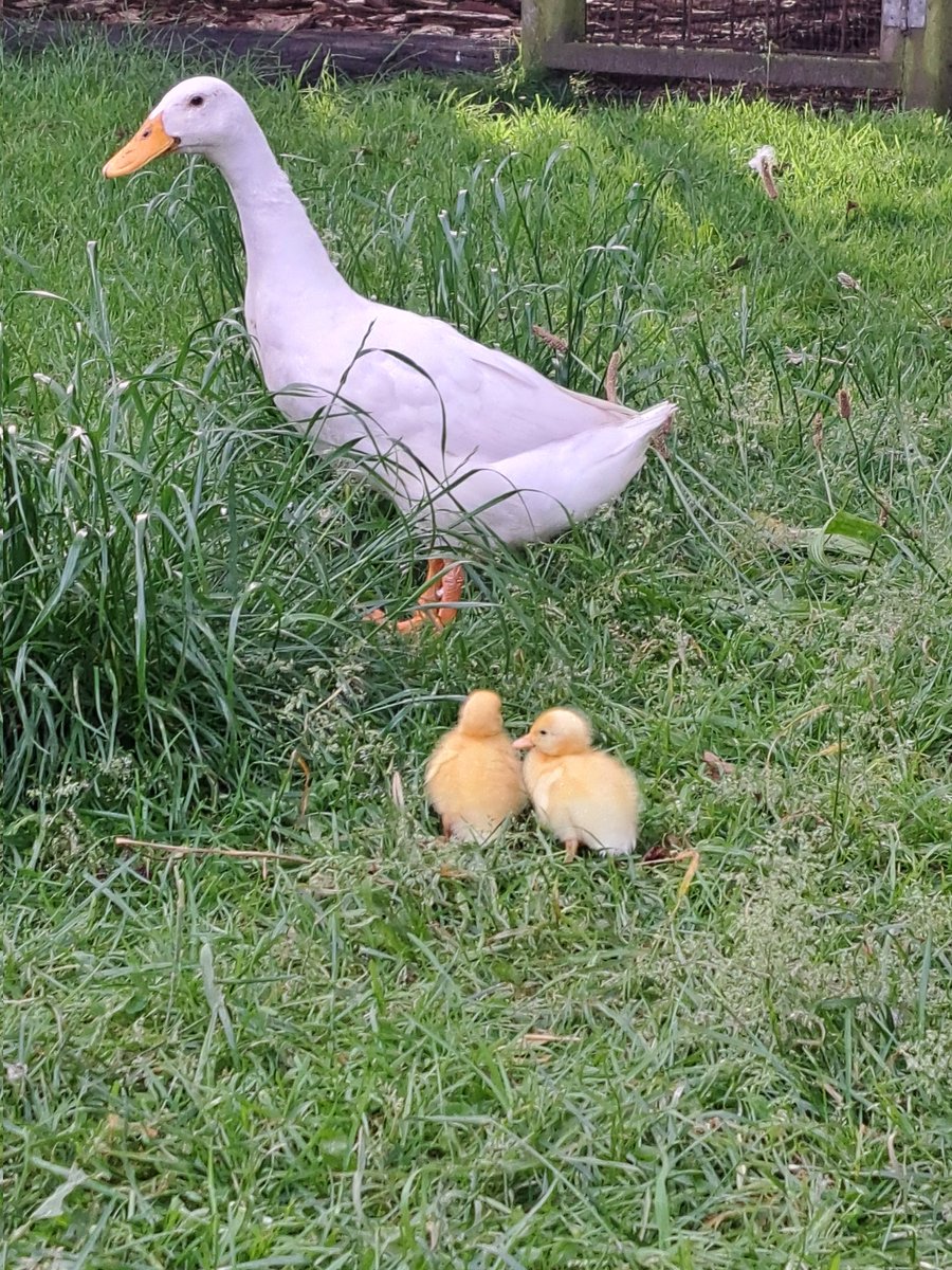 marjanna v.d. meulen tweet media