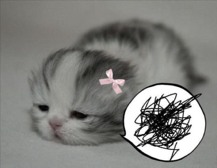 animals wearing bows tweet media