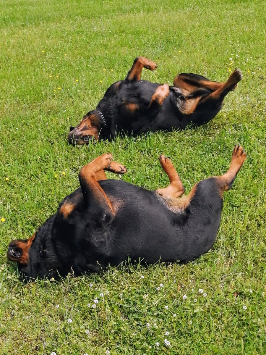 JamesLe28908935's tweet photo. Happy Toes In The Air Tuesday! A rare shot of a pair of Danceweilers πΎπΆπΊππΆπΎthrowing their paws in the air like they just don't care ππ―ππ―π€£π€£πΆπΎπΎππΎπΎπΌππΆπΆ#Dancinglikenobody'swatching #Sherman #Daisy #Danceweilers #everydayalittlefun #pawsintheair https://t.co/abdptbDquu