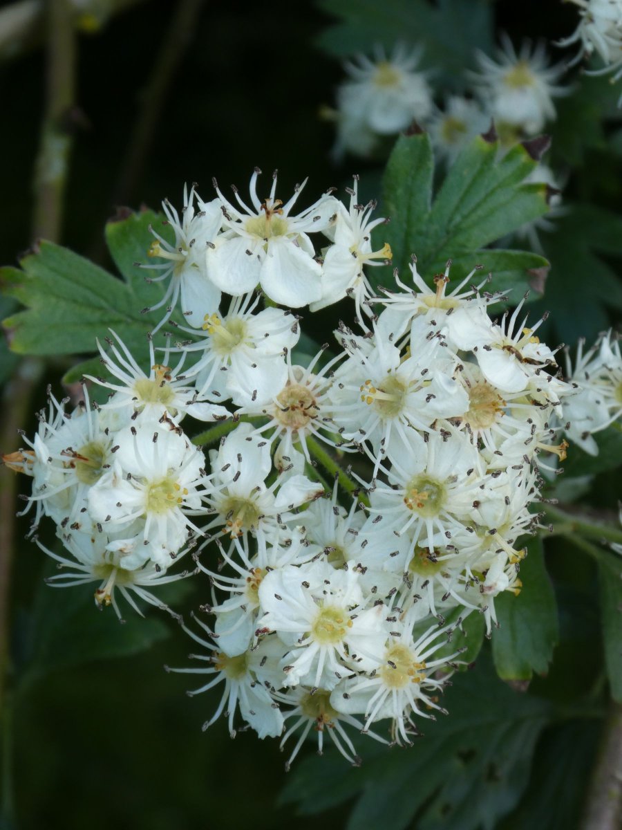 SLGardens's tweet photo. Crataegus schraderiana in the meadow, flowers followed by very large almost black haws
#Hawthorn #SmallTrees #Pollinators #OpenGarden #WhiteFlowers #YorkshireGarden https://t.co/UHjcast3vc