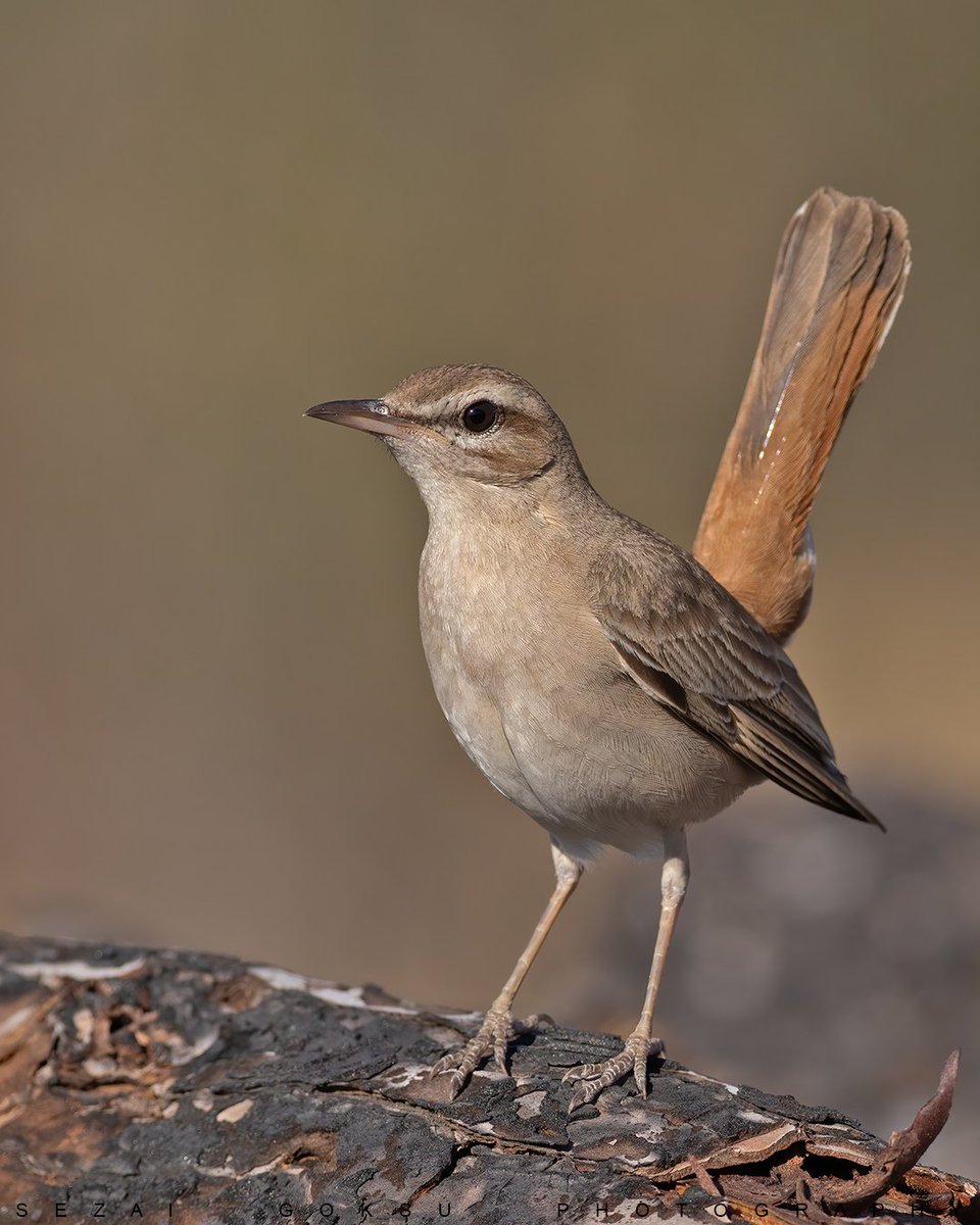 #HaftanınKuşu çalı bülbülü Alaçatı'da yangın geçiren bir alanda kesilen kütüklerin üzerinde.