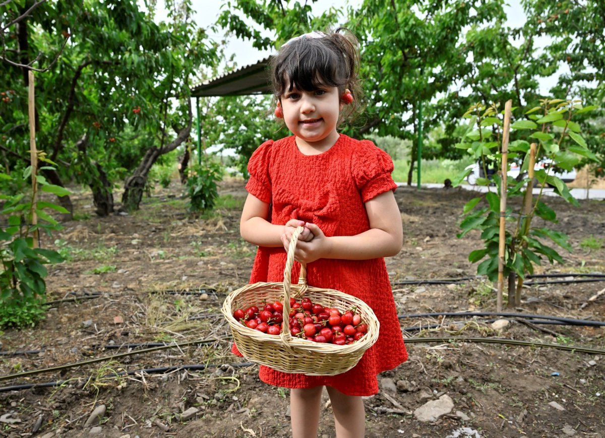 TCTarim's tweet photo. 🍒 Sizce en güzel kiraz nerede yetişiyor?
Cevapları yoruma bekliyoruz. 👀 https://t.co/IO4bsjiSYw
