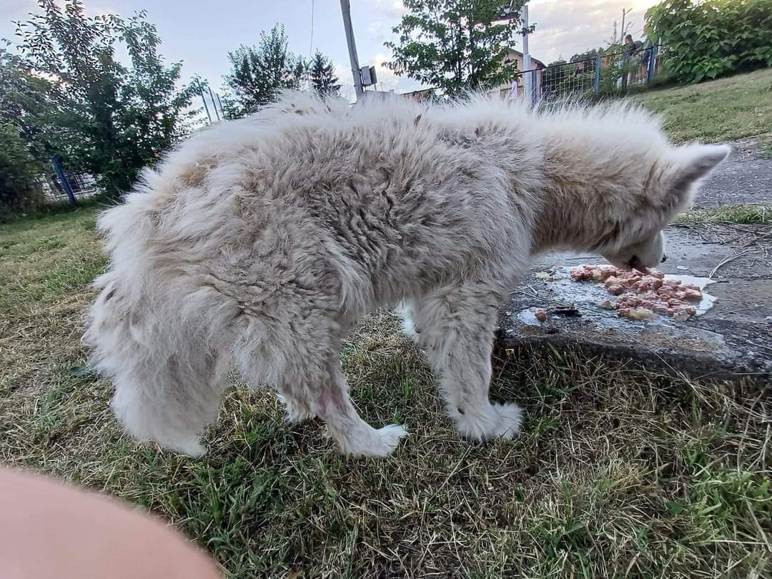 Second Chance Dog Rescue tweet media