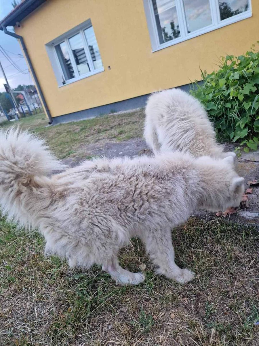 Second Chance Dog Rescue tweet media