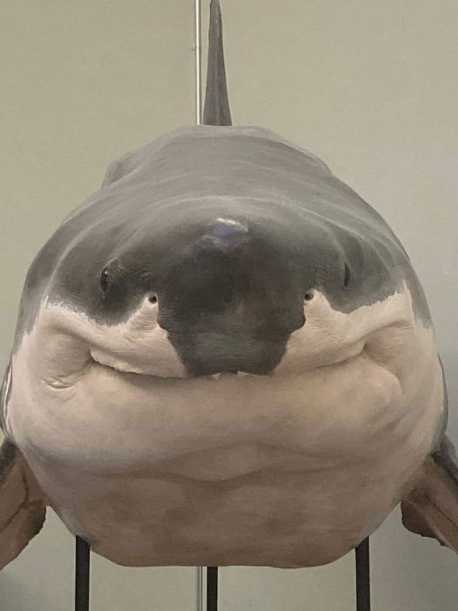 diojodior's tweet photo. gente achei um Fubarão no museu https://t.co/FdqkUtHMym