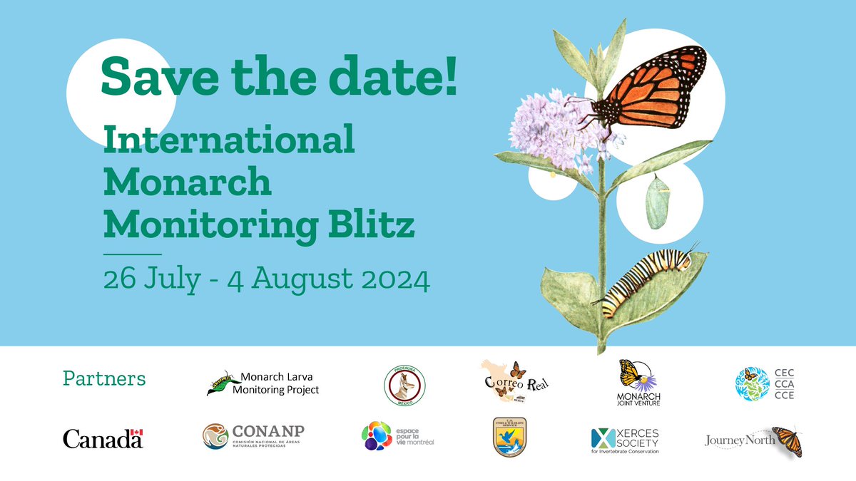 CECweb's tweet photo. 📍 Save the date for the 8th annual #MonarchBlitz, 26 July–4 August! 🦋🗓

📢Volunteers can contribute by collecting observations to support monarch butterfly conservation! 🌎
Learn more about the Blitz here &amp; stay tuned! 🇺🇸🇨🇦🇲🇽

👉https://t.co/txb1ihyRdO https://t.co/pPQZNvpB8T