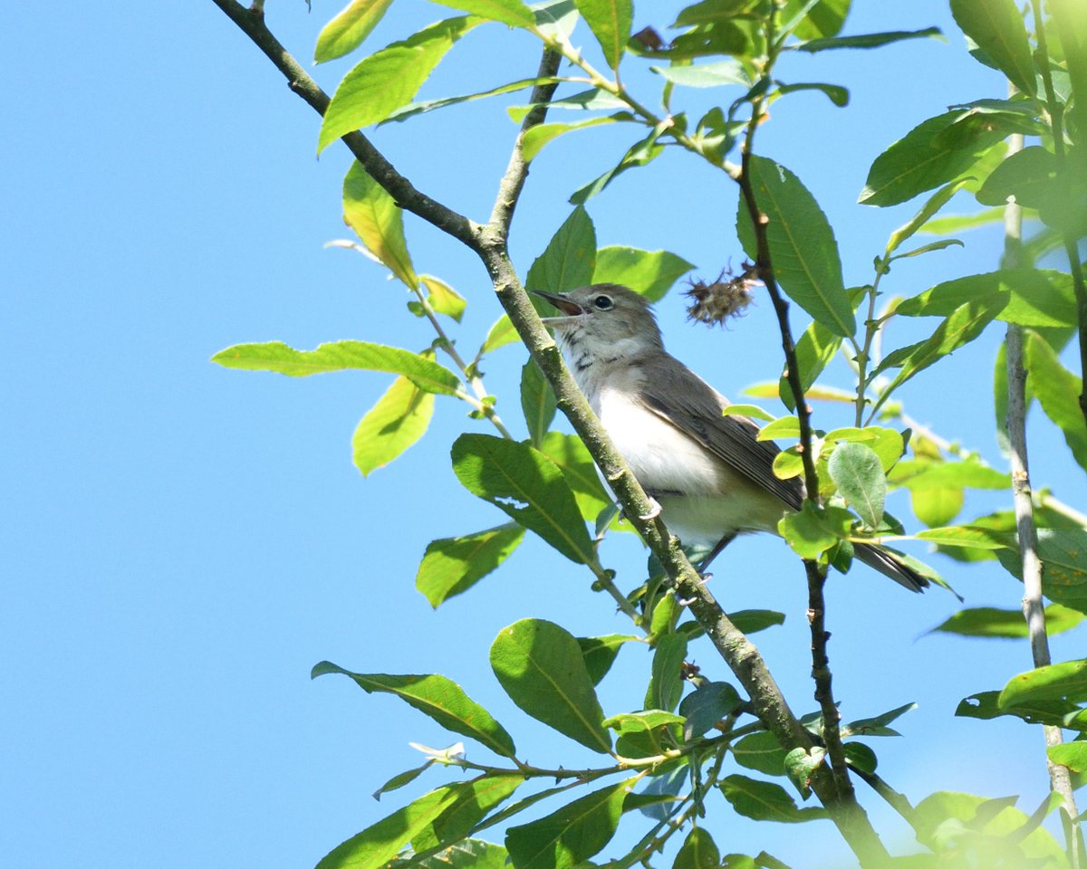 JoKingDevon's tweet photo. It's a long time since I had a day @RSPBHamWall and it didn't disappoint - distant #Bitterns tricky #GardenWarblers elusive noisey #Cuckoos multiple #GreatWhiteEgrets and #Hobbies whizzing through on strong winds. Not my best day for photos but every minute a joy! https://t.co/a1PfIWLeDi