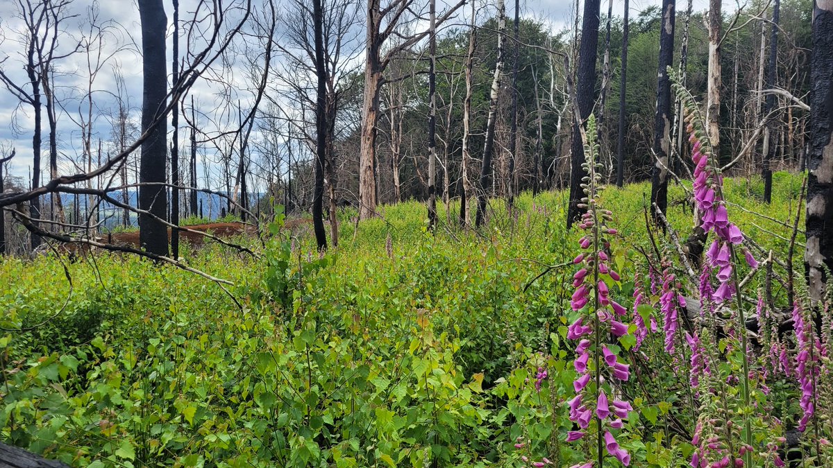 Sebastian Seibold tweet media