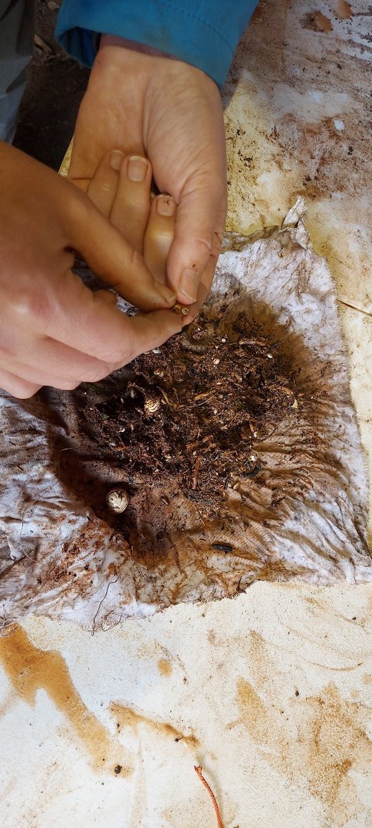 Castle Studies Trust (@castlestudies) on Twitter photo In our final dig diary for the Lowther ringwork castle excavation it's back to the labs. <a href="/RG1253/">SophieThérèse Ambler</a> looks at what the students of <a href="/UCLanArchAnth/">UCLan Arch & Anth</a> under <a href="/jimbonesmorris/">Dr James Morris</a> have been doing to use their fieldwork in the field, revealing some more datable finds: castlestudiestrust.org/blog/2024/06/1… In our final dig diary for the Lowther ringwork castle excavation it's back to the labs. <a href="/RG1253/">SophieThérèse Ambler</a> looks at what the students of <a href="/UCLanArchAnth/">UCLan Arch & Anth</a> under <a href="/jimbonesmorris/">Dr James Morris</a> have been doing to use their fieldwork in the field, revealing some more datable finds: castlestudiestrust.org/blog/2024/06/1…
