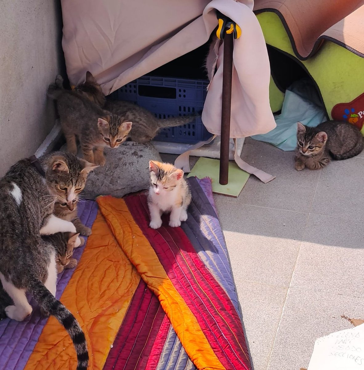 lenasteez's tweet photo. ¡Hola! Estos gatitos buscan un hogar definitivo 🫶🏻
Son super buenos y juguetones, y merecen tener por fin una casita en la que le den mucho amor 🥹

Cualquier cosa, poneros en contacto conmigo, MD por aquí o por insta (@lenasteez)

Un rt para difundir se agradece, ¡gracias! 💗 https://t.co/s40CQmx345
