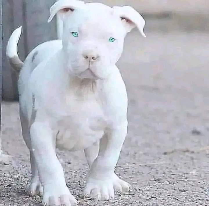 Beyond The Leash tweet media