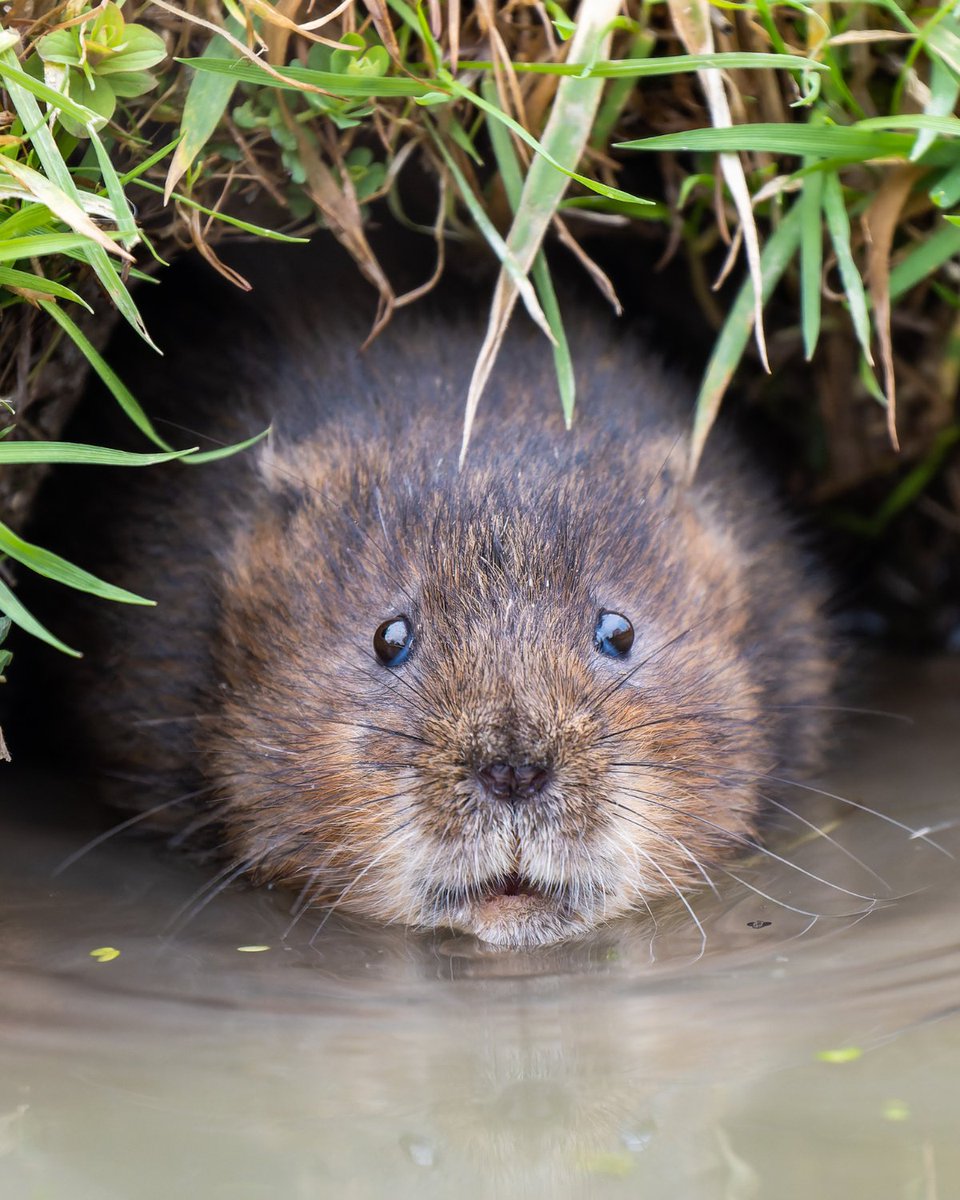 WWTworldwide's tweet photo. Water voles avoid predators by jumping into the water and kicking mud in their faces.

Icon behaviour.

#Springwatch @BBCSpringwatch https://t.co/59aaP3RZcH